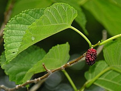 Red Mulberry Red Mulberry