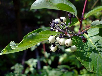 Red Osier Dogwood Red Osier Dogwood