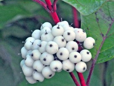 Red Twig Dogwood