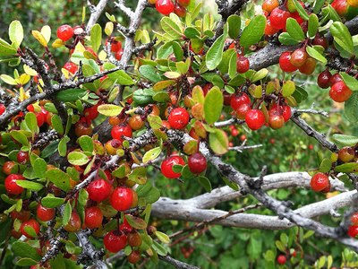 Redberry Buckthorn Redberry Buckthorn