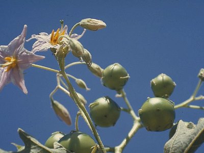 Redberry Nightshade