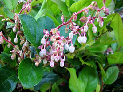 Gaultheria Gaultheria