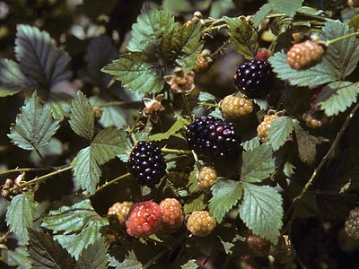 Florida Blackberry