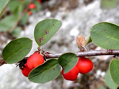 Scandinavian Cotoneaster Scandinavian Cotoneaster