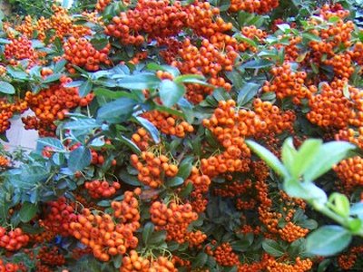 Scarlet Firethorn Scarlet Firethorn