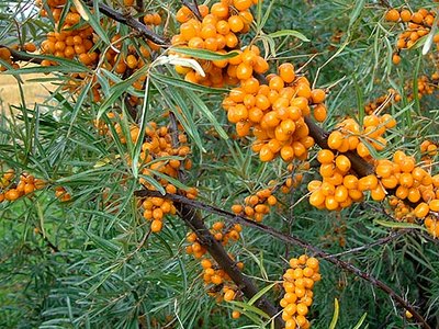 Sea Buckthorn Sea Buckthorn