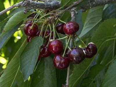 Sequoia Cherry Sequoia Cherry