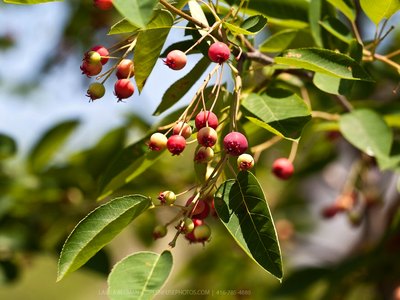 Serviceberry Serviceberry