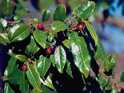 Shiny Leaf Buckthorn Shiny Leaf Buckthorn