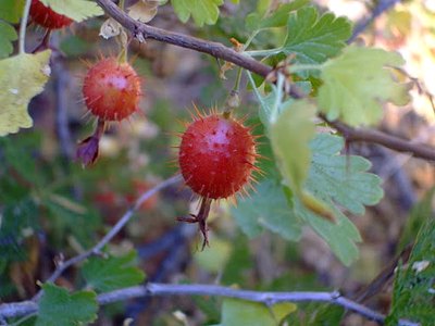 Sierra Gooseberry