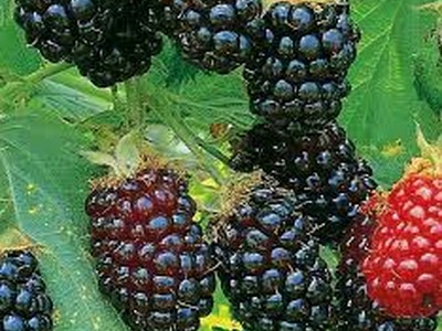 Silvanberry Silvanberry
