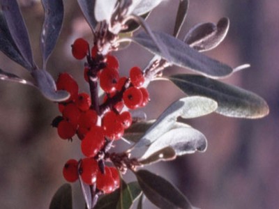 Silver Buffaloberry Silver Buffaloberry