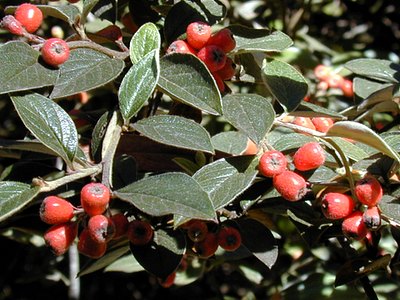 Silverleaf Cotoneaster