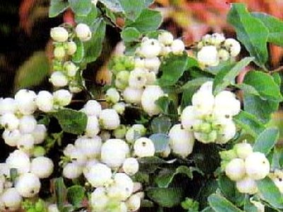 Snowberry Snowberry