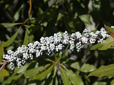 Southern Wax Myrtle