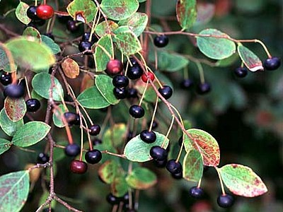 Sparkleberry Sparkleberry
