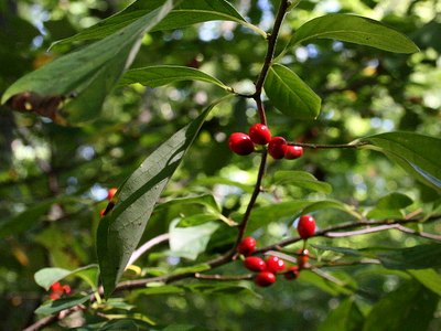 Common Spicebush