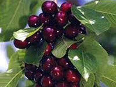 Stella Cherry Stella Cherry