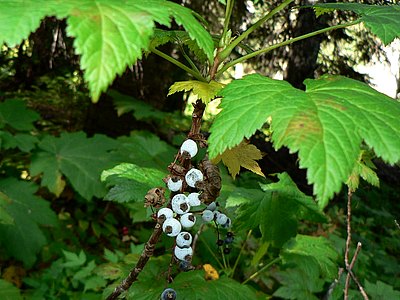Blue Currant Blue Currant