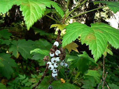 Stink Currant