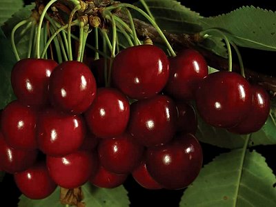 Schmidt Cherry