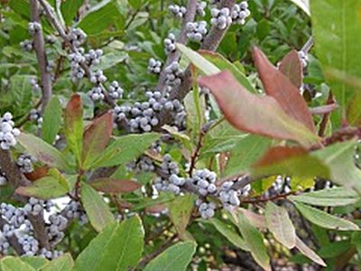 Bog Myrtle