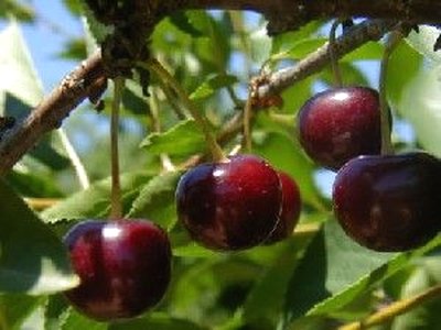 Tart Cherry Tart Cherry