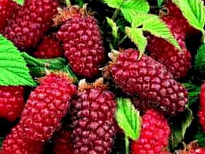 Tayberry Tayberry