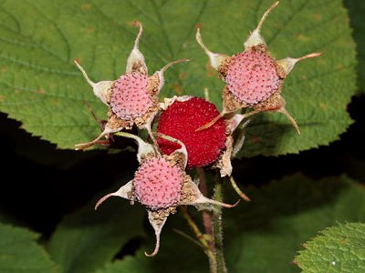 Thimbleberry Thimbleberry