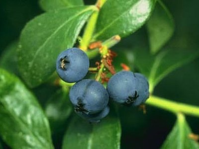 Mountain Huckleberry