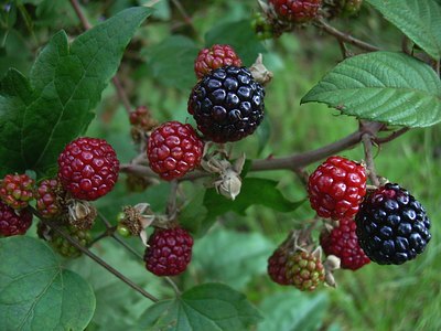 Thornless Blackberry Thornless Blackberry
