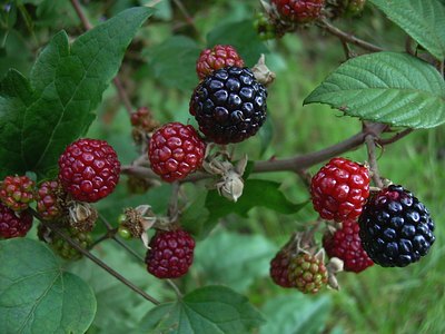 Thornless Blackberry