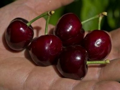 Tieton Cherry Tieton Cherry