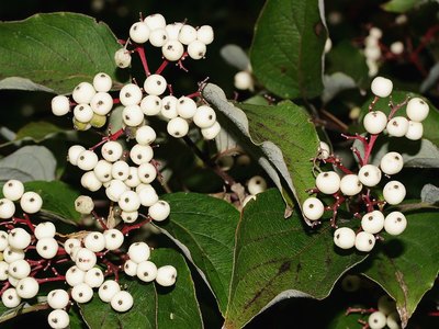Toughleaf Dogwood Toughleaf Dogwood