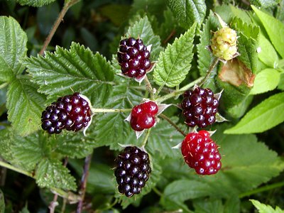 Pacific Dewberry