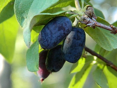 Tundra Honeyberry Tundra Honeyberry