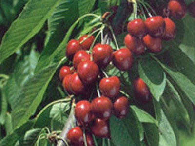 Van Cherry Van Cherry