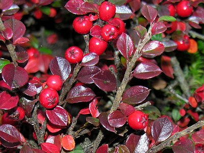 Wall Cotoneaster