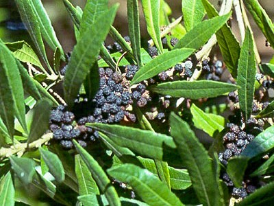 Wax Myrtle