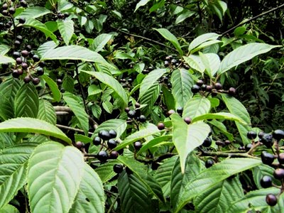 West Indian Buckthorn West Indian Buckthorn