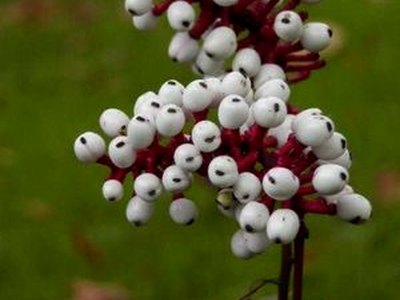 White Baneberry