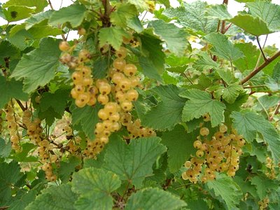 White Currant White Currant