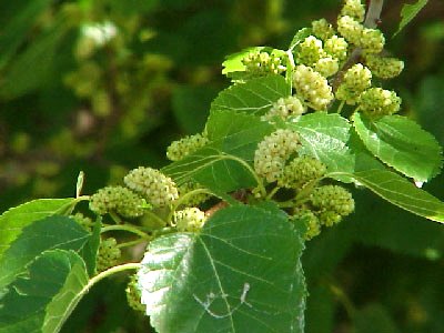White Mulberry White Mulberry