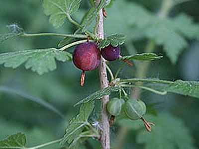 Whitestem Gooseberry Whitestem Gooseberry