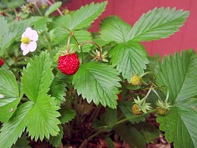 Woodland Strawberry