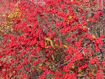 Winterberry Holly Winterberry Holly