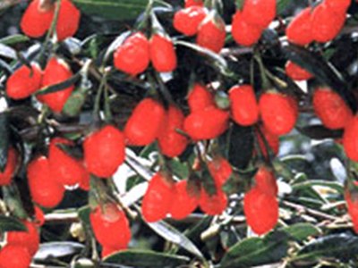 Wolfberry Wolfberry