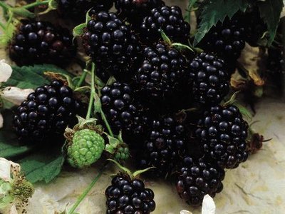 Youngberry Youngberry